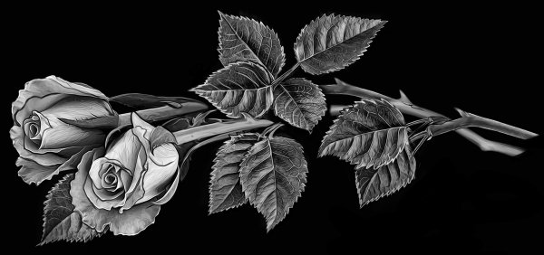 Розы на гранит отретушированные