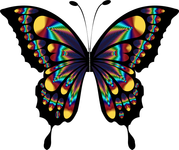 Красивая бабочка рисунок