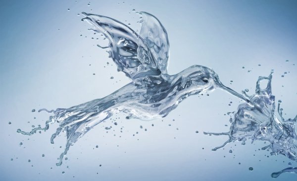 Лотос Лилия