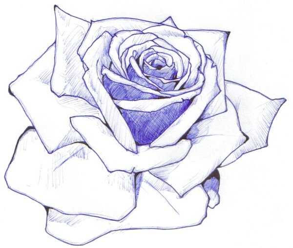 Красивая роза рисунок
