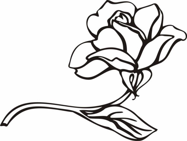 Цветок контурный рисунок