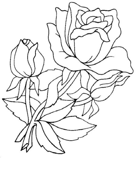 Контурные рисунки цветов для раскрашивания