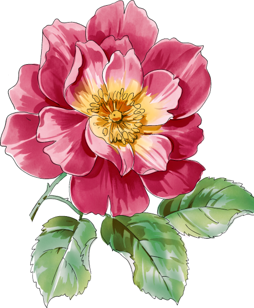 Цветы рисунок