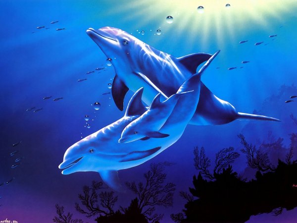 Рисунок дельфина