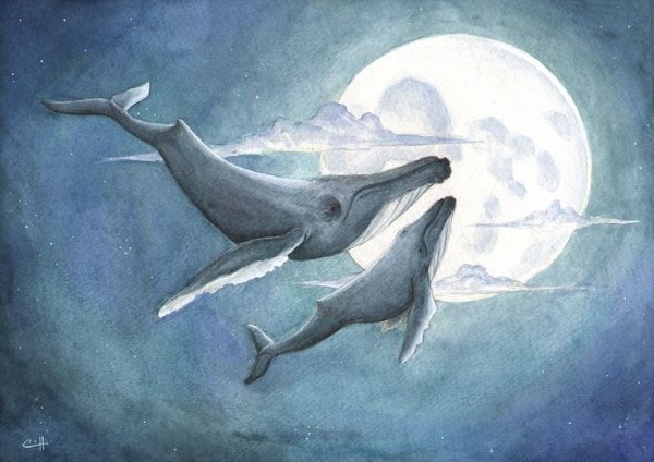 Летающий кит