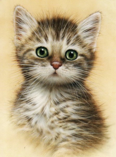 Красивые рисунки котят