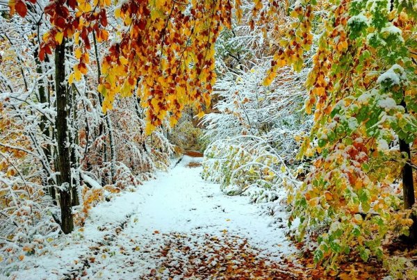 Осень первый снег