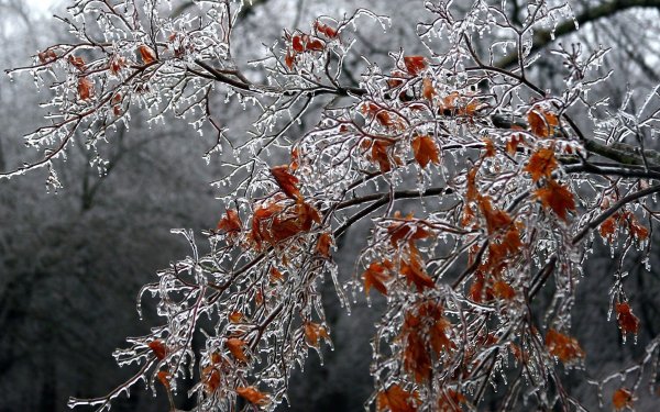 Ноябрь природа