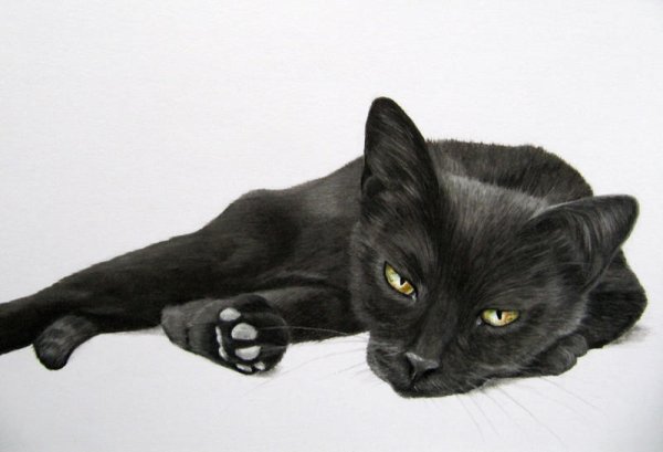 Черная кошка лежит