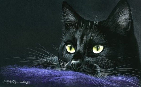 Черная кошка картина
