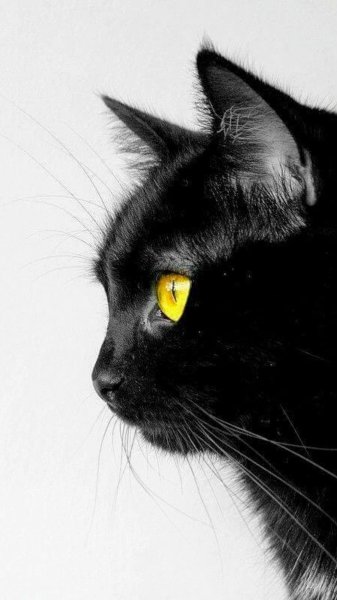 Красивая черная кошка