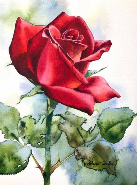 Роза цветными карандашами