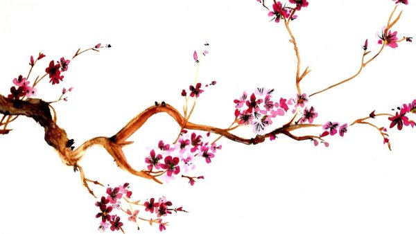 Ветка Сакуры рисунок