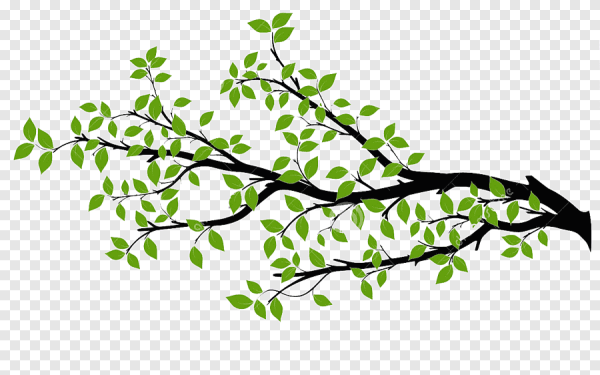 Ветка дерева с листьями вектор