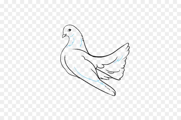 Голубь карандашом