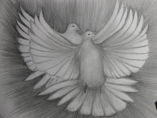 Голубь рисунок