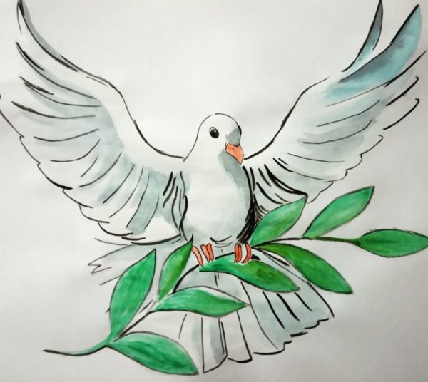 Рисунок голубя для срисовки