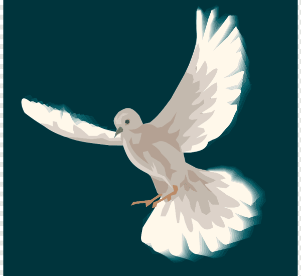 Белый голубь