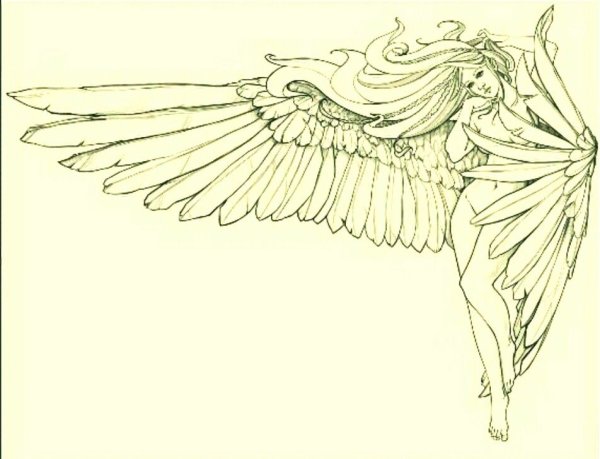 Красивые Крылья