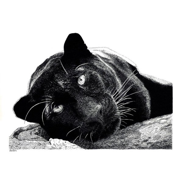 Черно белые рисунки