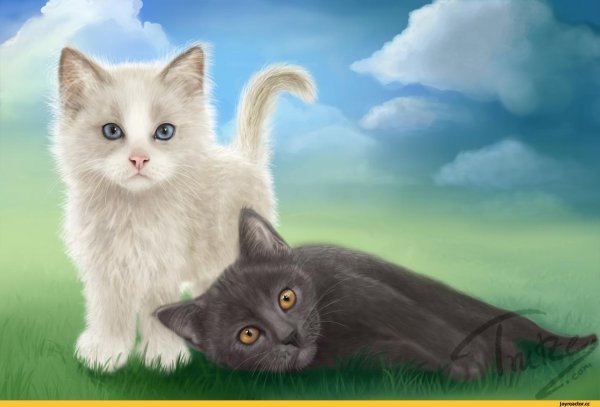 Красивые рисунки котят