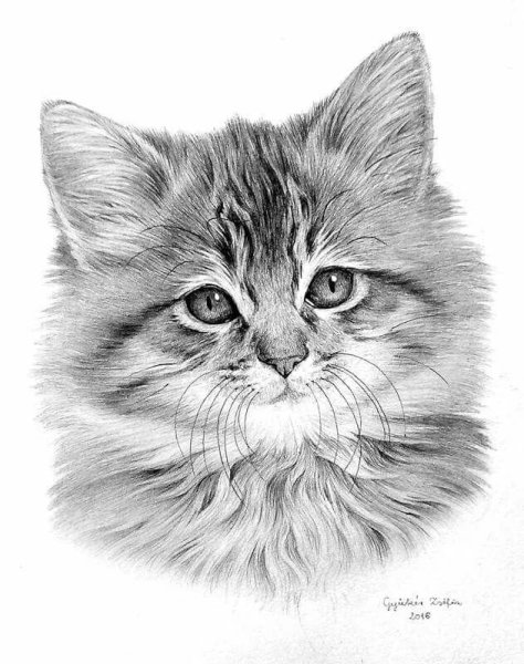 Кот карандашом