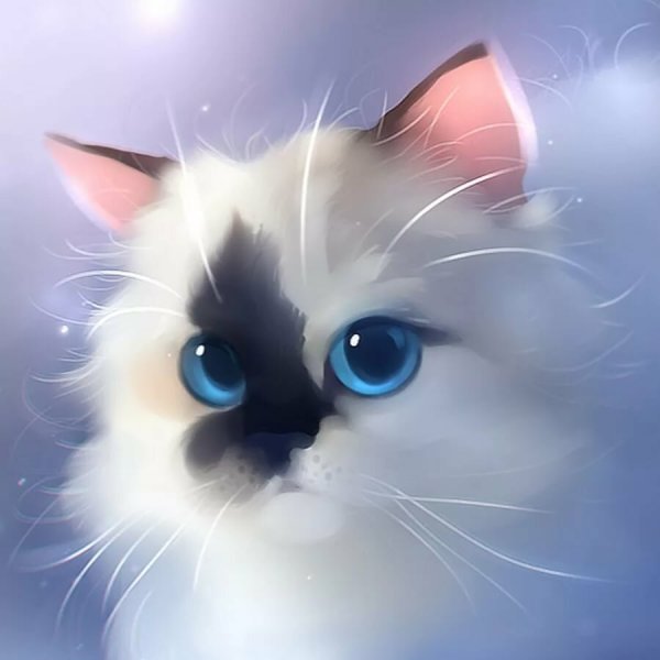 Кошка Вселенная