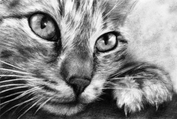 Красивые рисунки котят