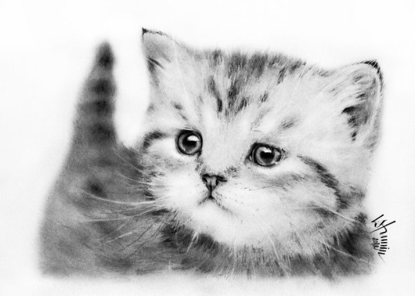 Кот карандашом