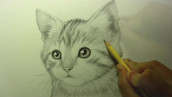 Котенок рисунок