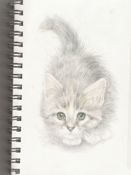 Котенок карандашом