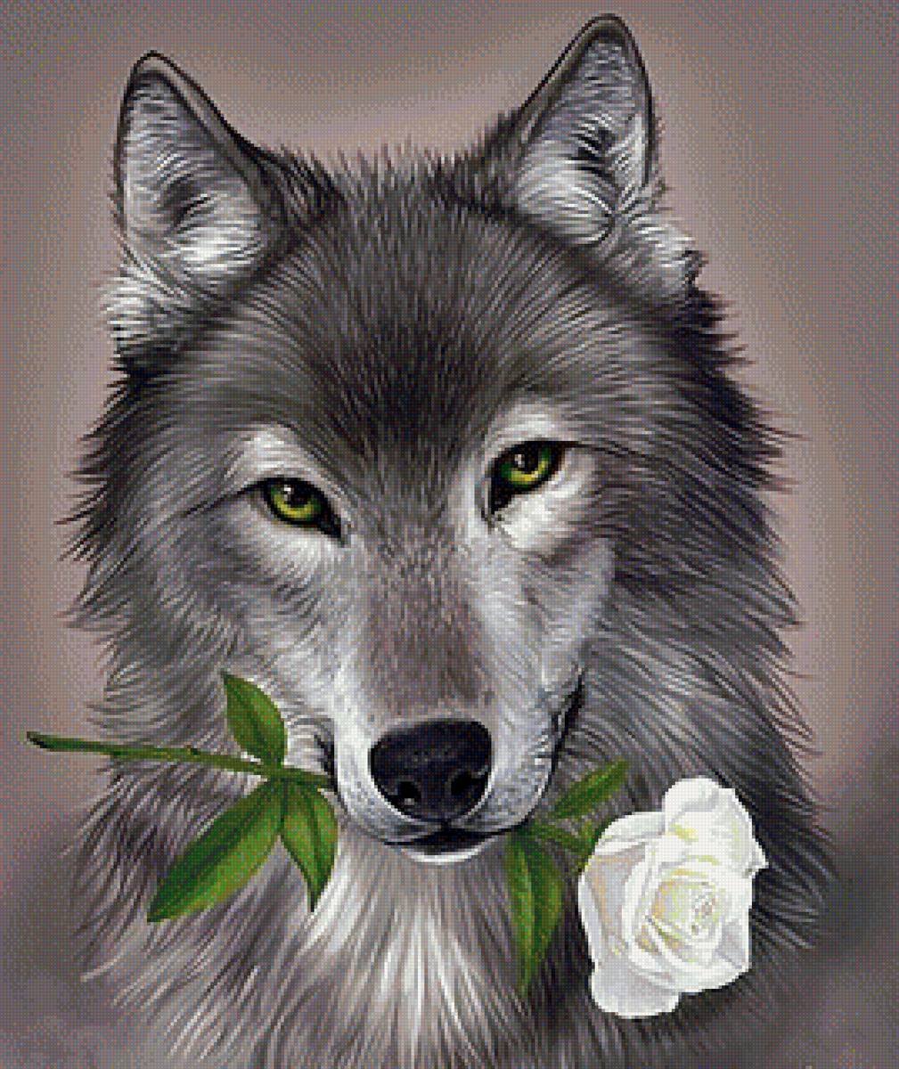 Картинки волчицы