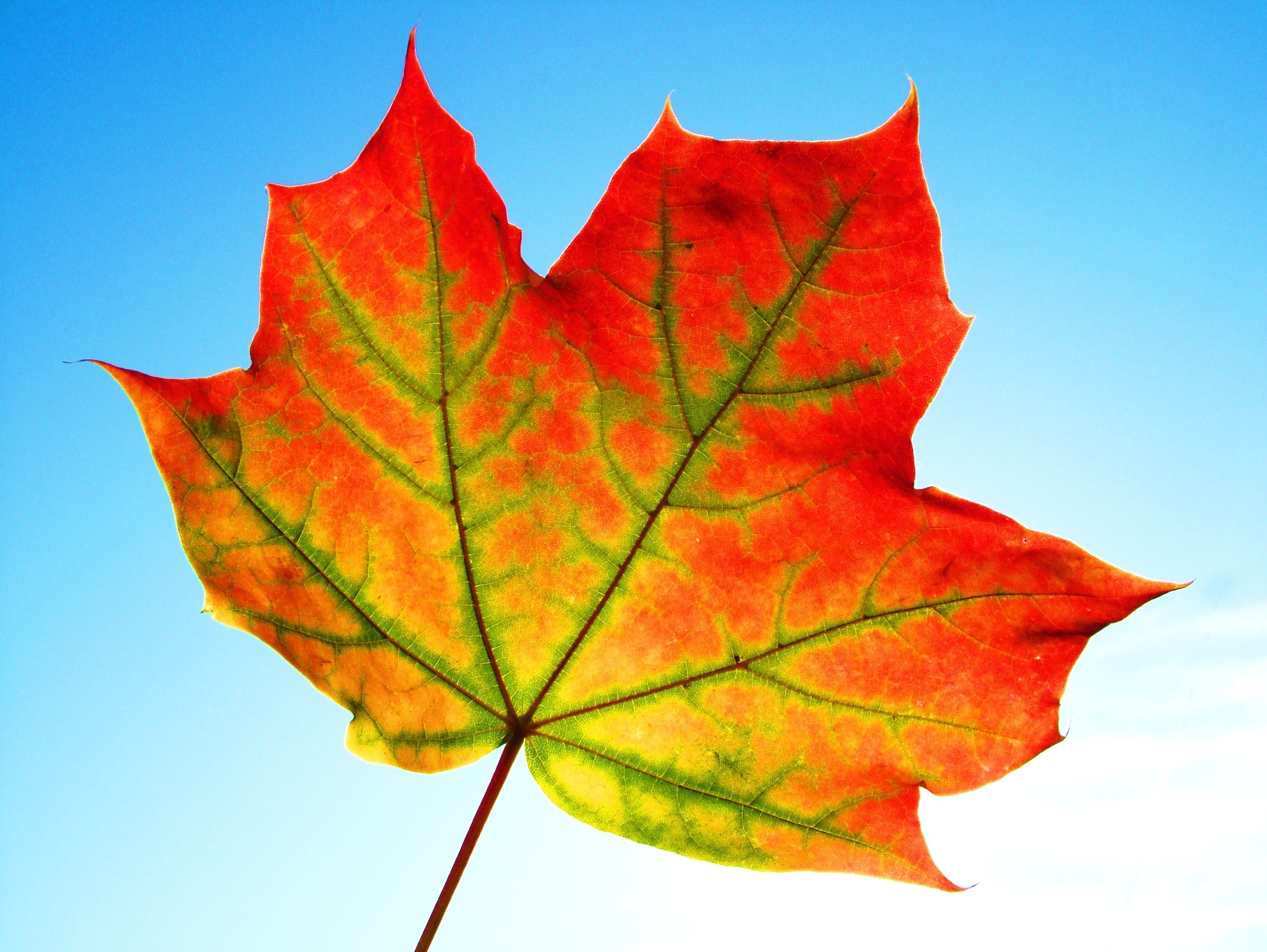 Осенний Калиновый лист