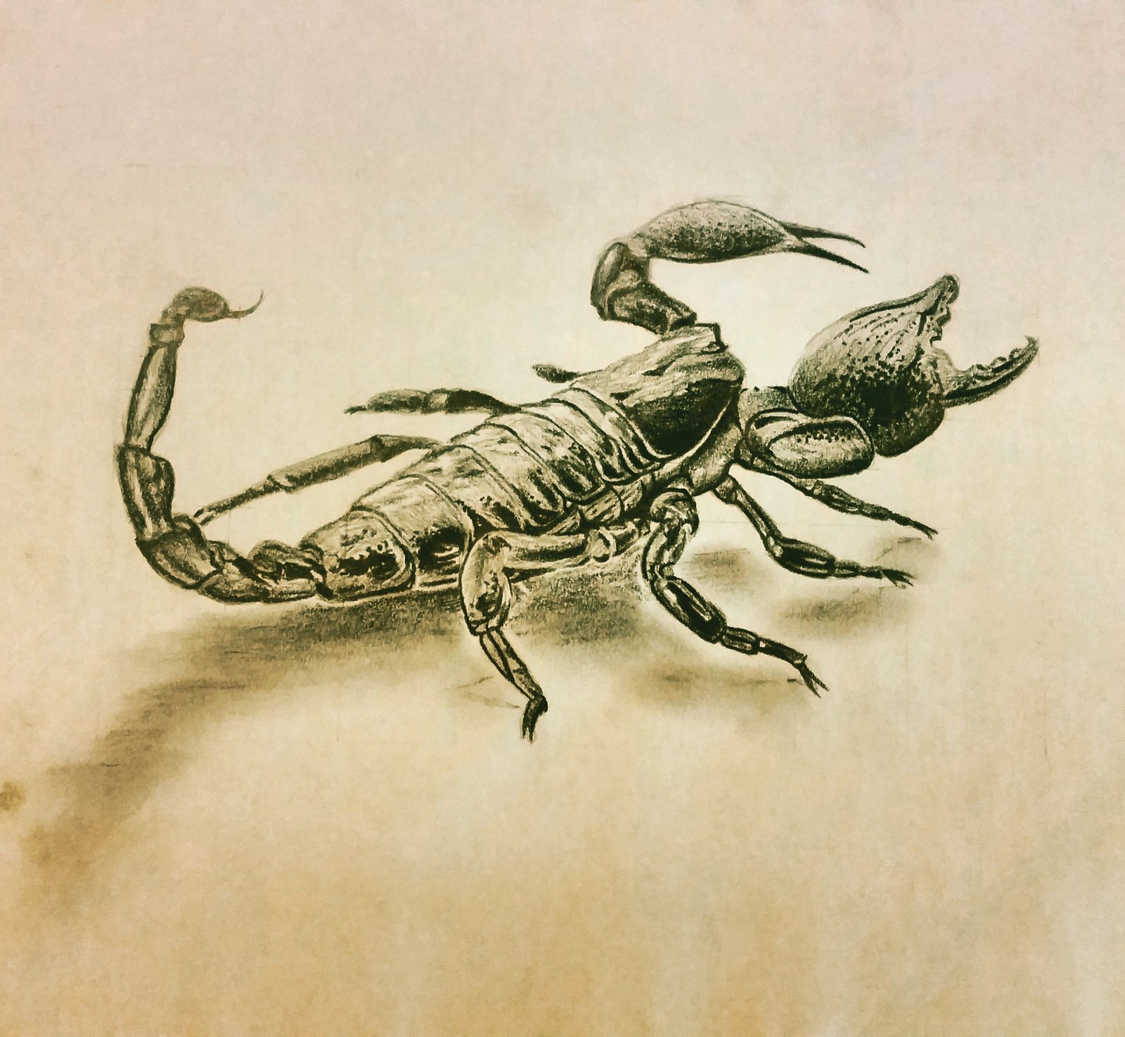 Картинки скорпиона для срисовки