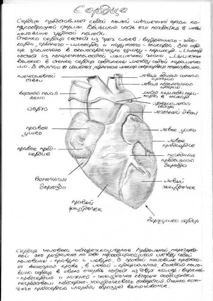 Анатомия конспекты