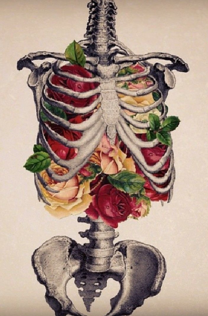 Анатомические красивые рисунки