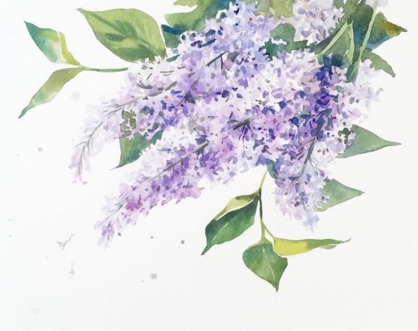 Марина Трушникова акварель сирень