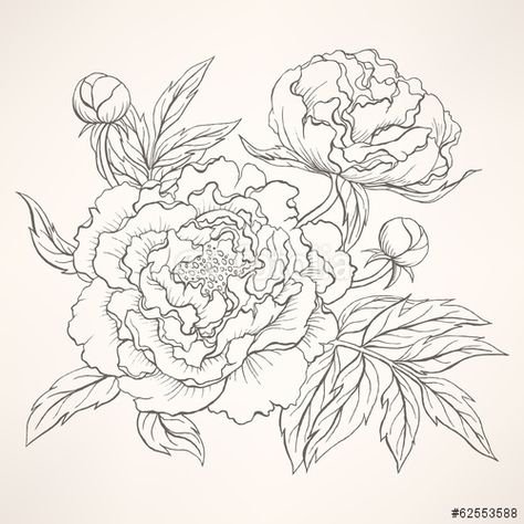 Пион эскиз карандашом