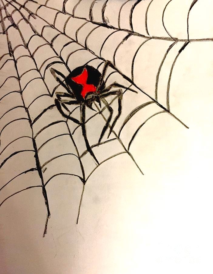 У какого паука черная паутина. Чёрная вдова паук паутина черная. Чёрная вдова паук паутина. Черная вдова паук и ее паутина. Паук рисунок.