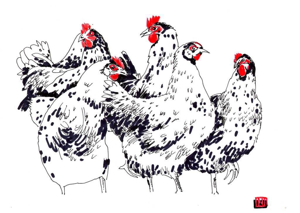 Кура 5 6. Куры Графика. Курица рисунок. Зарисовка курицы. Курица на белом фоне.