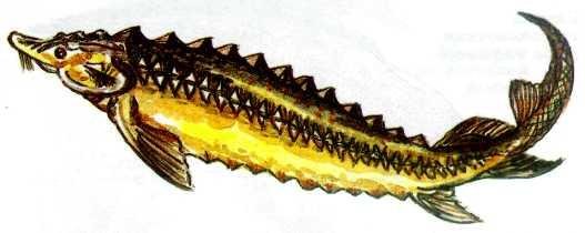 Стерлядь (Acipenser  ruthenus Linnaeus, 1758