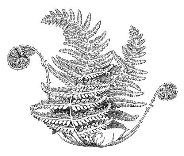 Щитовник контур