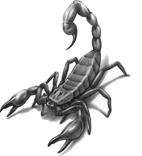 Скорпион неотрад