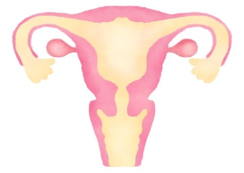 Здоровая матка и яичники