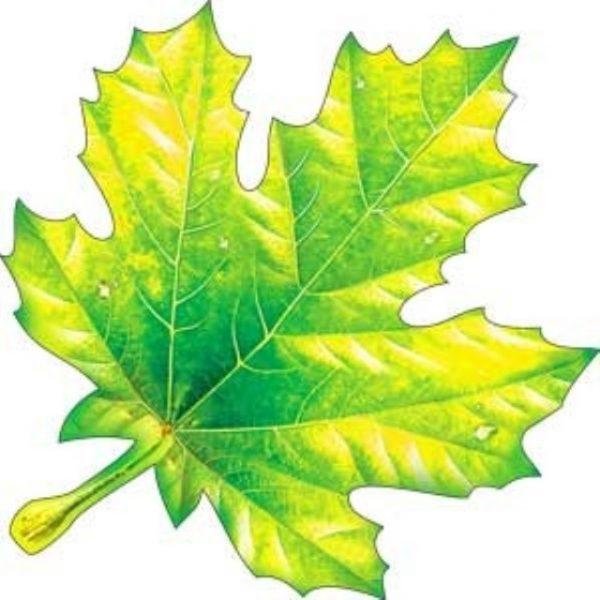 Лист "монстера" (h 54 см)