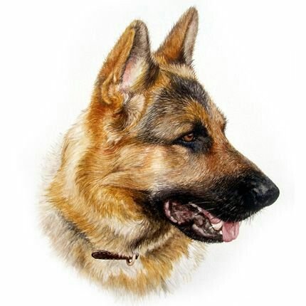 Немецкая овчарка Шеферд Мухтар