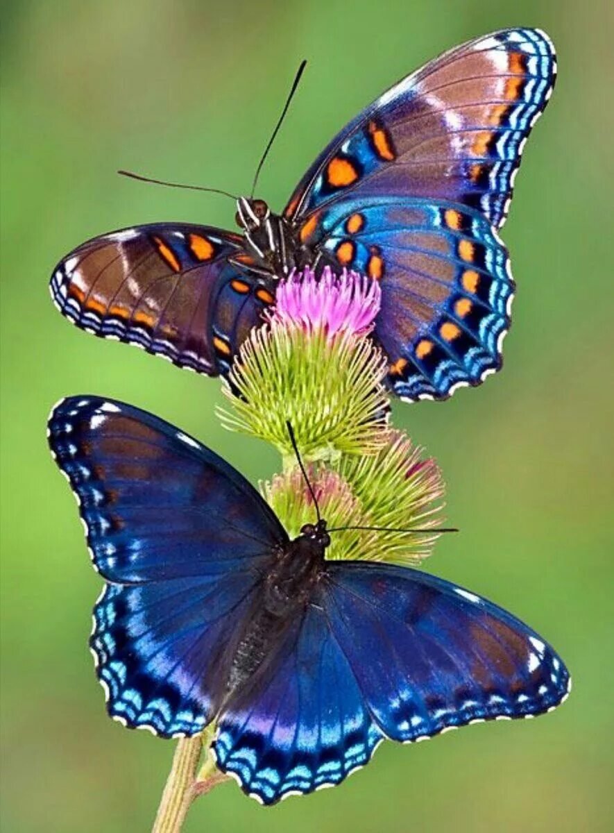 Картинки бабочек фото бабочек