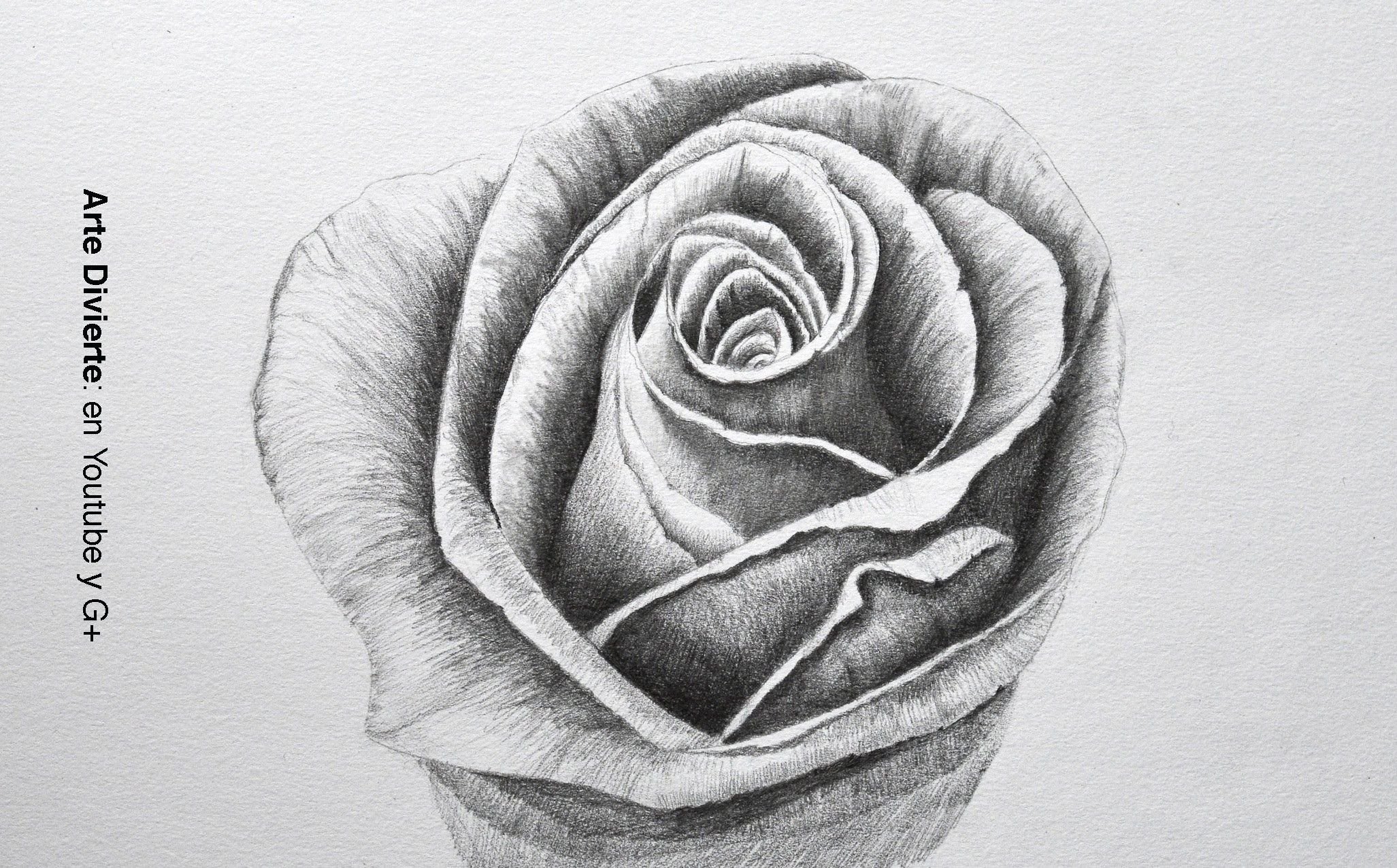 Красивая роза карандашом