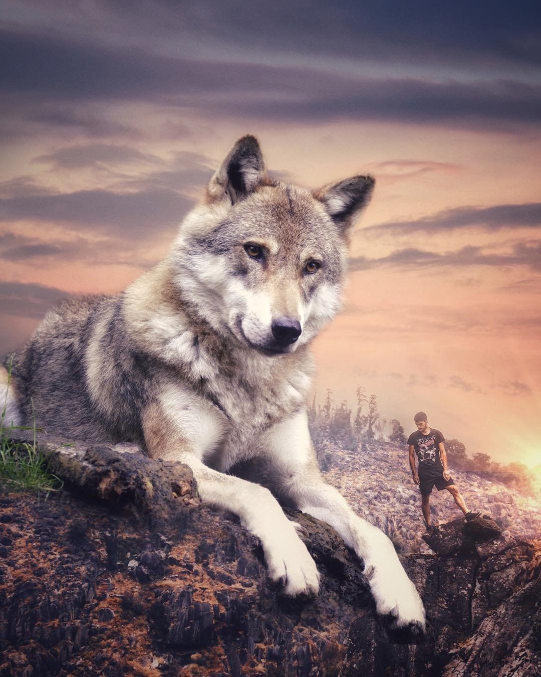 Фото самый красивый волк в мире фото