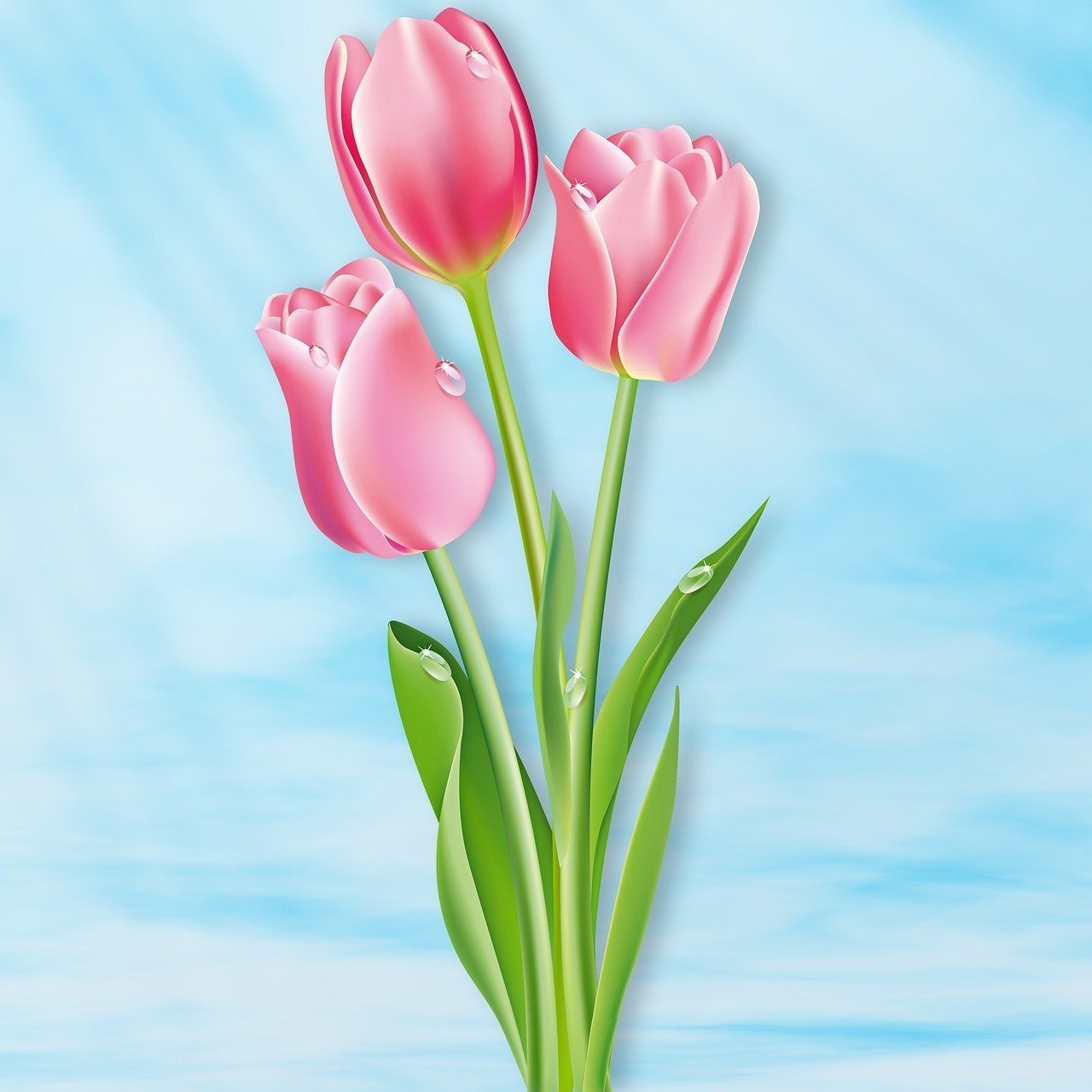 Тюльпаны фото рисунок